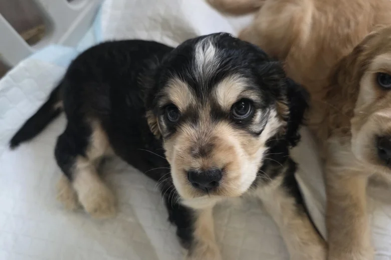 Cocker Spaniel (Show)