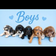 Cocker Spaniel (Show)