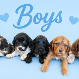 Cocker Spaniel (Show)