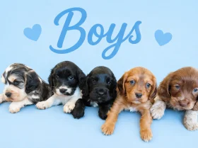 Cocker Spaniel (Show)