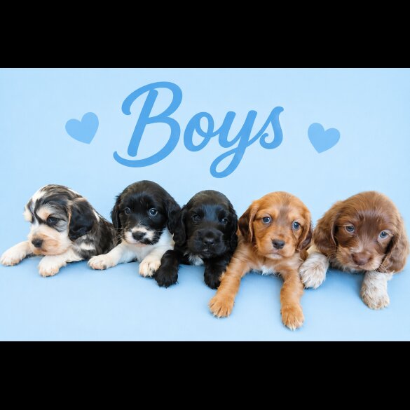 Cocker Spaniel (Show)