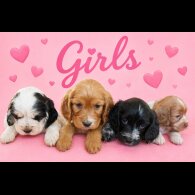 Cocker Spaniel (Show)