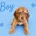 Cocker Spaniel (Show)