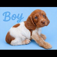 Cocker Spaniel (Show)