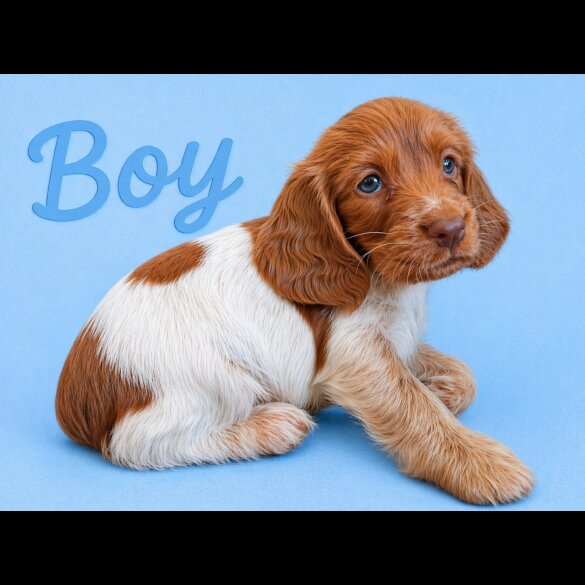 Cocker Spaniel (Show)