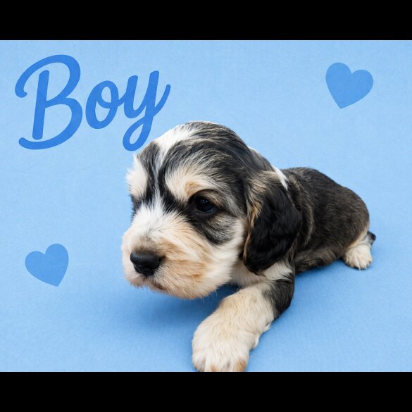 Cocker Spaniel (Show)