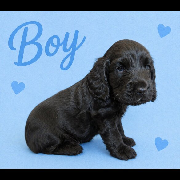 Cocker Spaniel (Show)