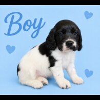 Cocker Spaniel (Show)