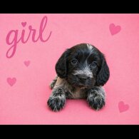 Cocker Spaniel (Show)