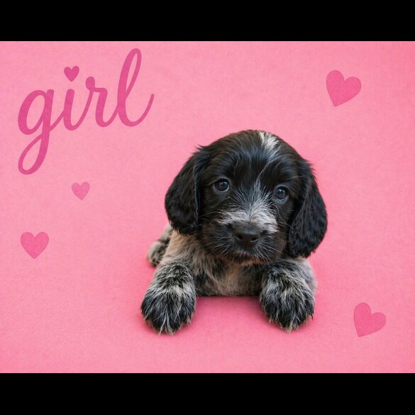 Cocker Spaniel (Show)