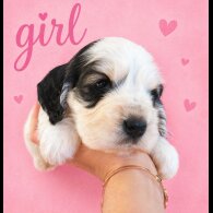 Cocker Spaniel (Show)