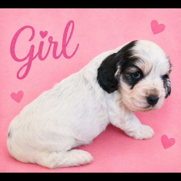 Cocker Spaniel (Show)