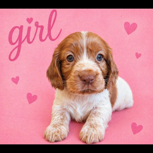 Cocker Spaniel (Show)