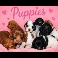 Cocker Spaniel (Show)