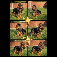 Cocker Spaniel (Show)