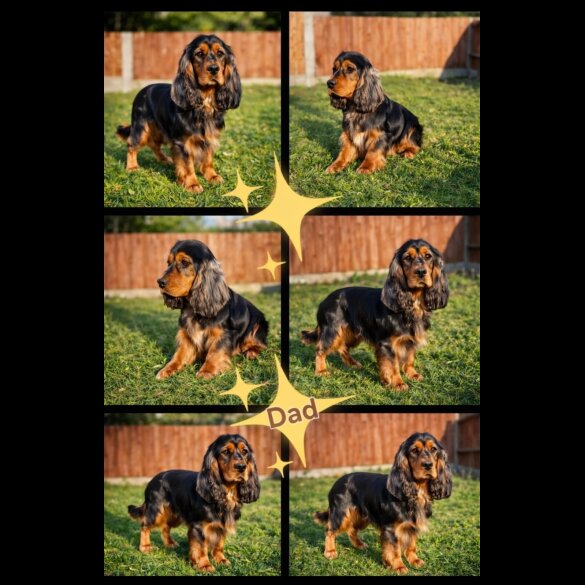 Cocker Spaniel (Show)