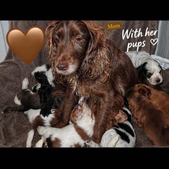 Cocker Spaniel (Show)