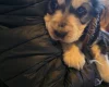 Cocker Spaniel (Show)