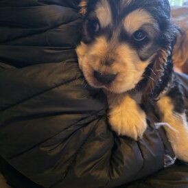 Cocker Spaniel (Show)