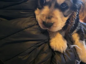 Cocker Spaniel (Show)