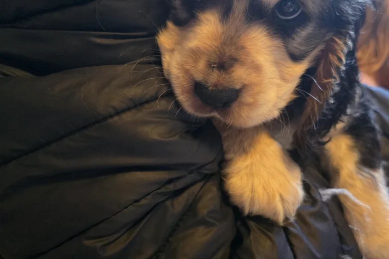 Cocker Spaniel (Show)