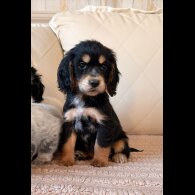 Cocker Spaniel (Show)