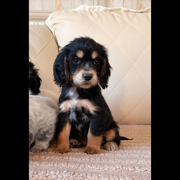 Cocker Spaniel (Show)