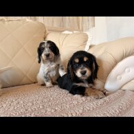Cocker Spaniel (Show)