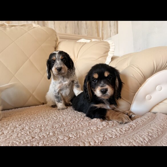 Cocker Spaniel (Show)