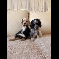 Cocker Spaniel (Show)