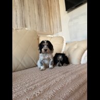 Cocker Spaniel (Show)