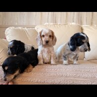 Cocker Spaniel (Show)