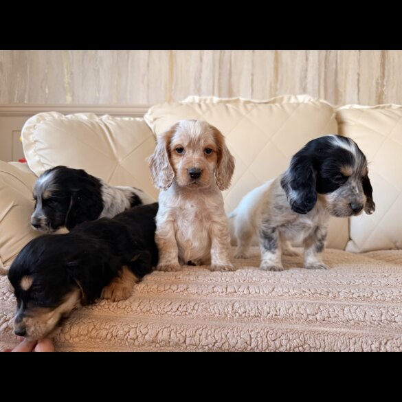 Cocker Spaniel (Show)