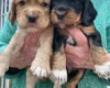 Cocker Spaniel (Working)