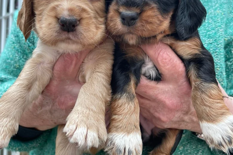 Cocker Spaniel (Working)