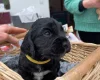 Cocker Spaniel (Working)