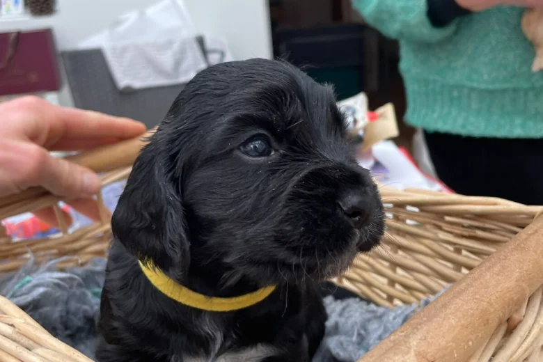 Cocker Spaniel (Working)