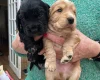 Cocker Spaniel (Working)