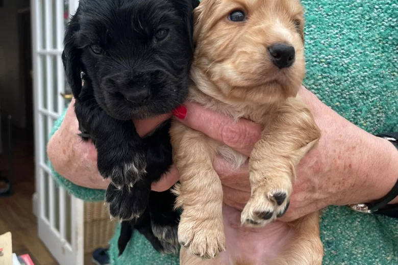 Cocker Spaniel (Working)