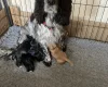 Cocker Spaniel (Working)