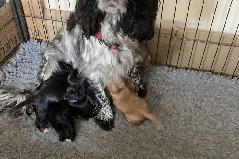 Cocker Spaniel (Working)