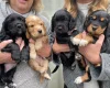 Cocker Spaniel (Working)