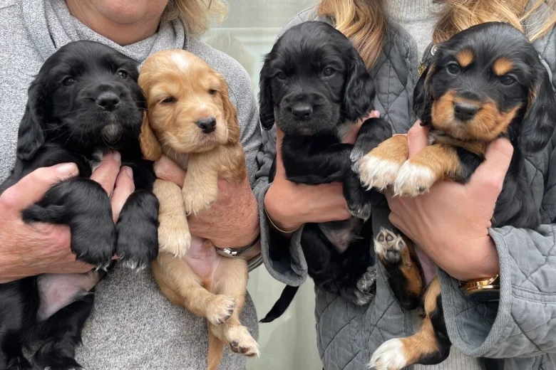 Cocker Spaniel (Working)