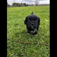 Cocker Spaniel (Working)