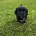 Cocker Spaniel (Working)