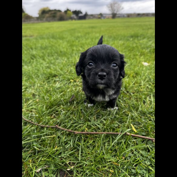 Cocker Spaniel (Working)