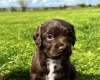 Cocker Spaniel (Working)
