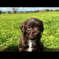 Cocker Spaniel (Working)