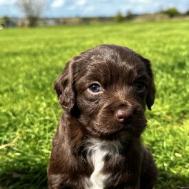 Cocker Spaniel (Working)