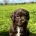 Cocker Spaniel (Working)